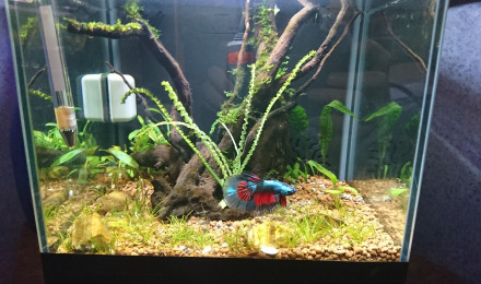 aquarium betta