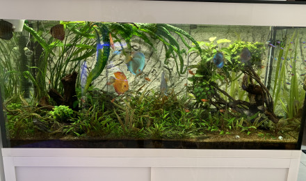 aquarium Discus