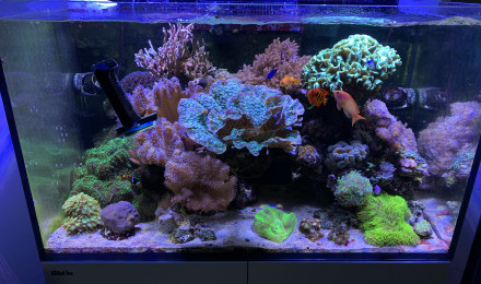 aquarium Recif