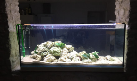 aquarium Tanganika
