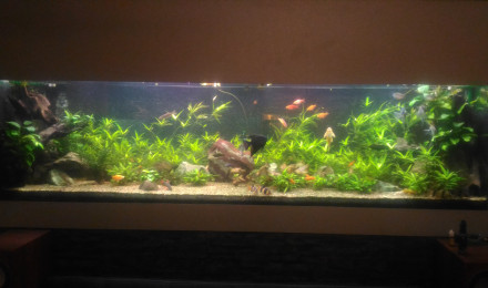 aquarium Salon
