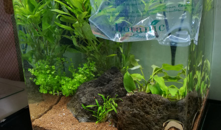 aquarium Tateurndina occelicauda