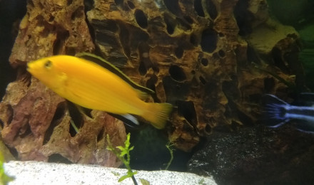 aquarium Malawi