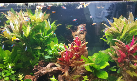 aquarium Eau douce 1