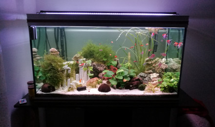 aquarium 420 litres eau douce