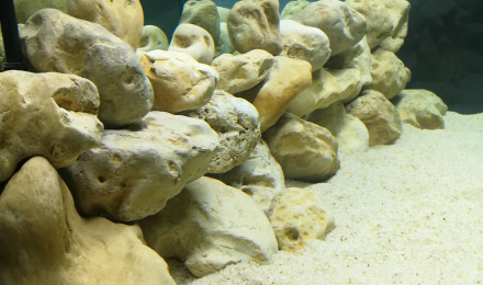 aquarium Zone malawi