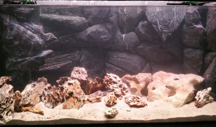 aquarium Bac 1