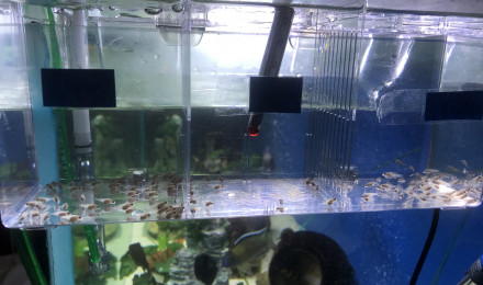 aquarium Jnoel67