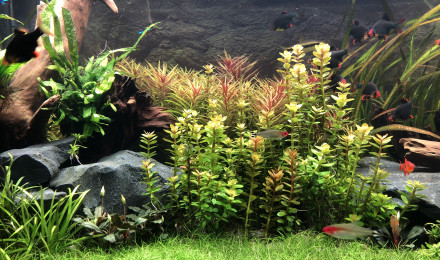 aquarium Mon aqua