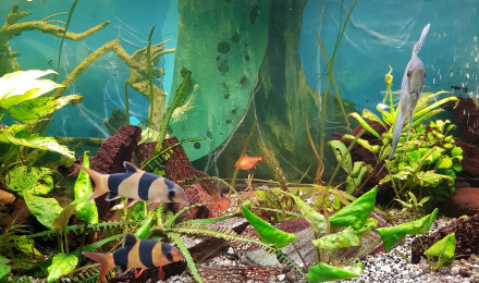 aquarium Melange