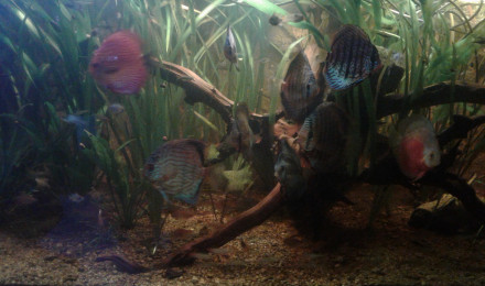 aquarium 2400l