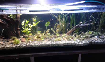 aquarium 600l