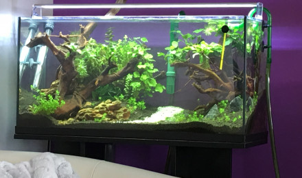 aquarium Aquascape