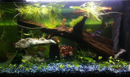 aquarium First one