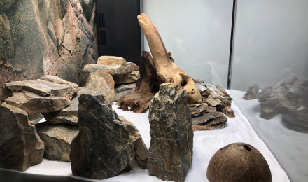 aquarium Amazonien