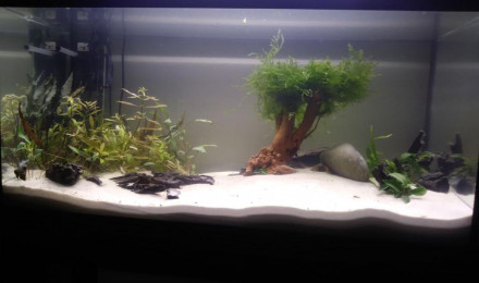 aquarium Juwel 100L
