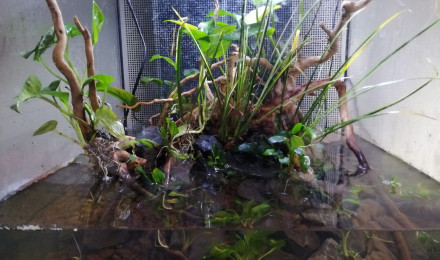 aquarium Palludarium geosesarma