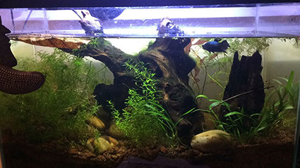 aquarium bac 40 L. Batman combattant gourmand