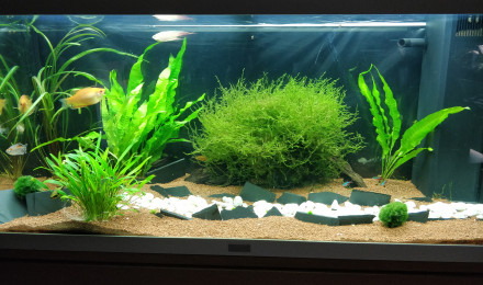 aquarium Aquarium salon 2