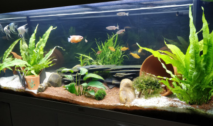 aquarium Aquarium salon 1