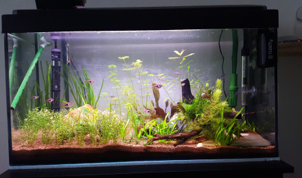 aquarium 100l Asiatique