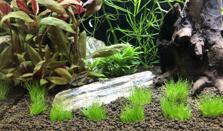 aquarium 1er biotope Amazonien