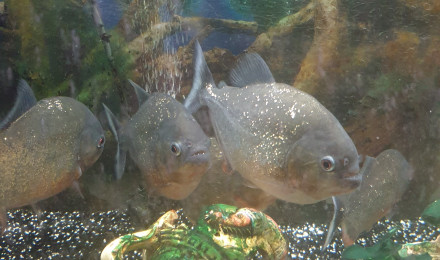 aquarium Piranhas