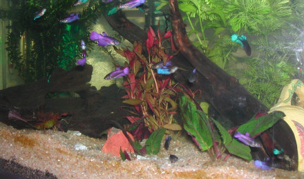 aquarium AquaBetta