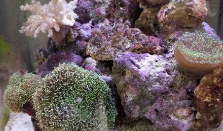 aquarium 30L Reef