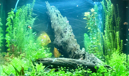 aquarium Discus