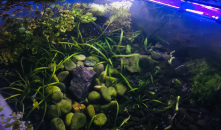 aquarium bassinarium