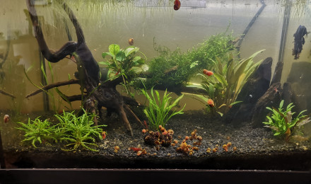 aquarium 20l Halfmoon Red Cherry Planorbes Roses