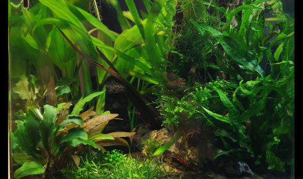 aquarium Nano 20 litres