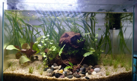 aquarium Nano crevettes low tech