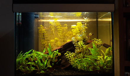 aquarium Amazonien