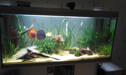 aquarium discoli