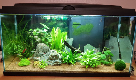 aquarium Biotope Amazonien