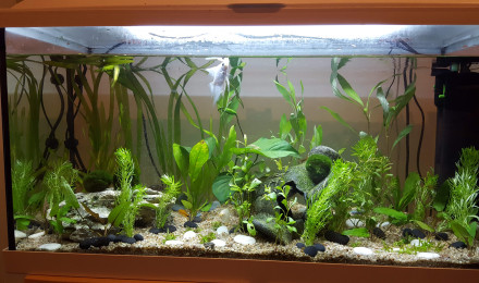 aquarium Premier bac
