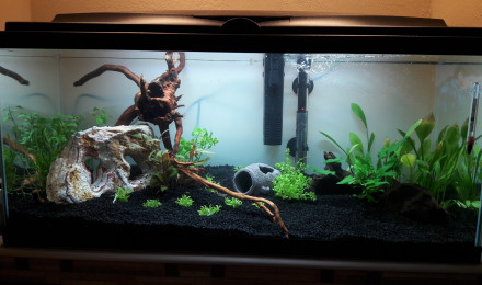 aquarium Aqua Zen
