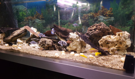aquarium Tanganyika