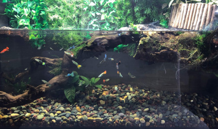 aquarium Paludarium