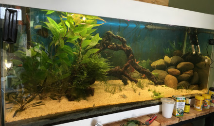 aquarium Discus