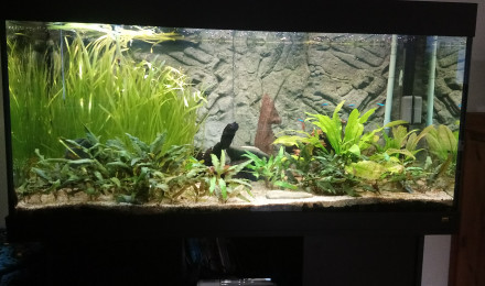 aquarium 320 litres juwel