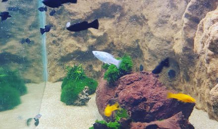 aquarium Molly varié