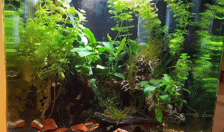 aquarium Crevette 30L