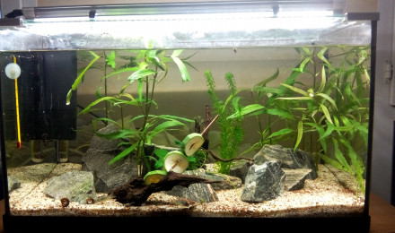 aquarium Bac 60L Gardneri