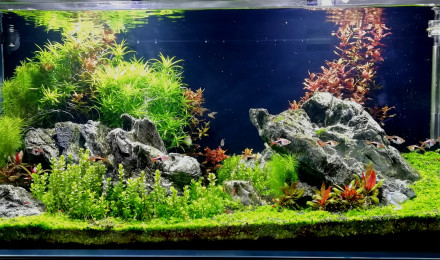 aquarium Aquascape 300L