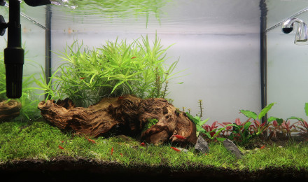 aquarium Aquascape 70L