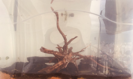 aquarium bassinarium 2