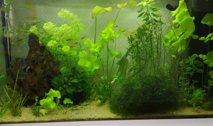 aquarium 120l communautaire